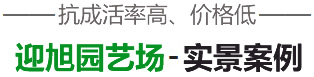 泰安市泰山區(qū)迎旭園藝場(chǎng)-實(shí)景案例