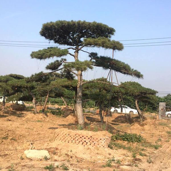 大型景觀松