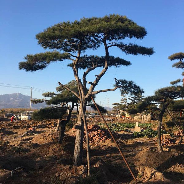 大型景觀松