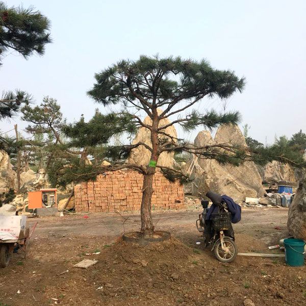 造型景松