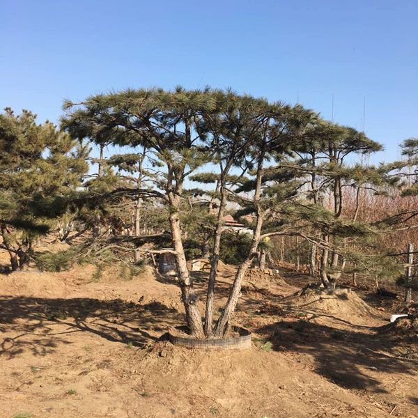 造型景松