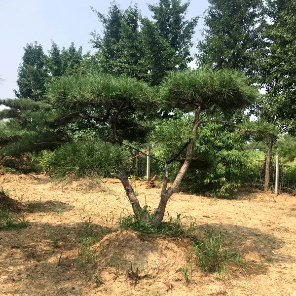 泰山景松