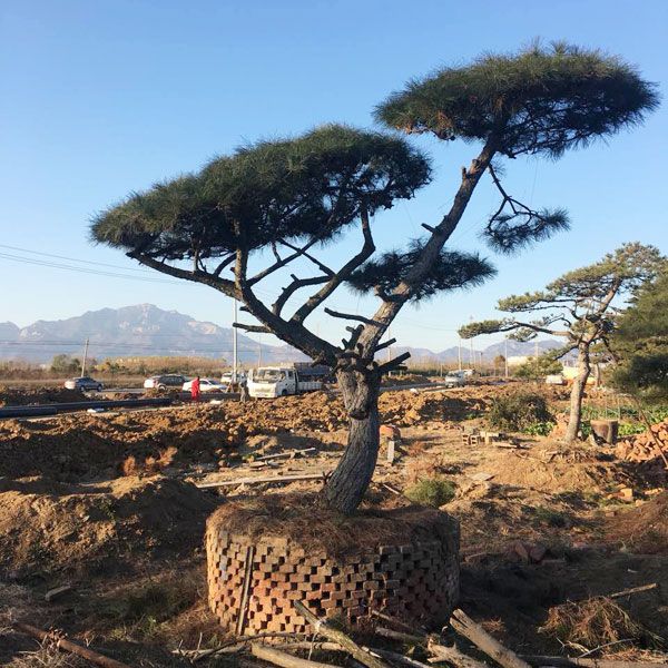 造型黑松