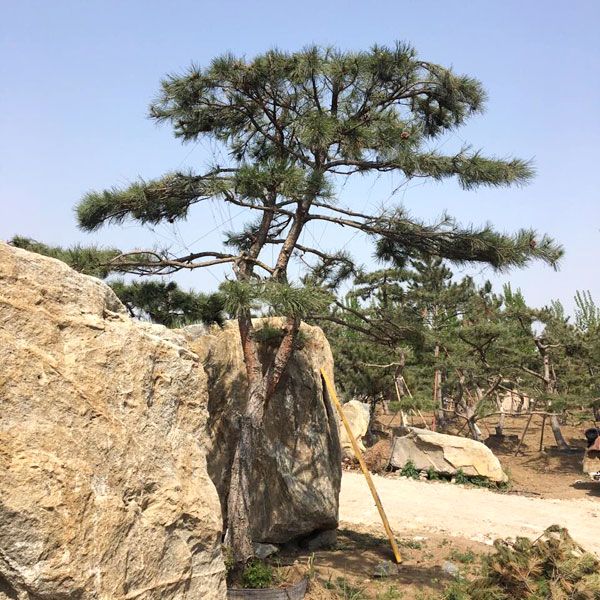 造型黑松