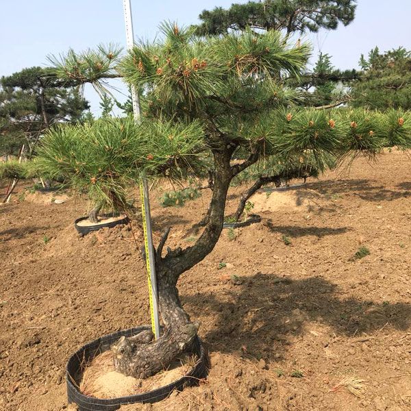 造型黑松