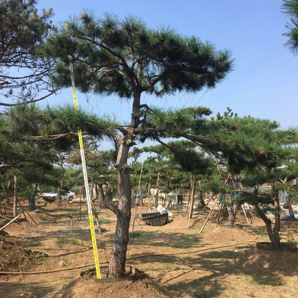 造型油松